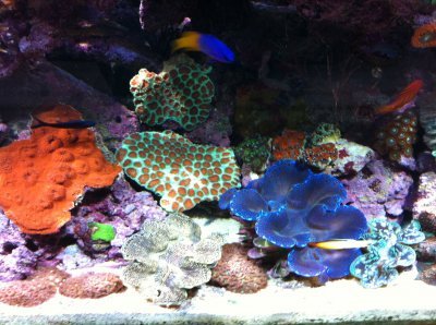 Salt water tank with bright corals