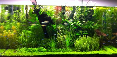 Freshwater tank