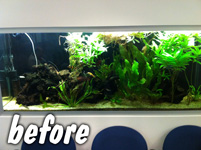 Freshwater plants looking drab